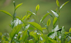 如何檢測茶葉中的農(nóng)藥殘留？